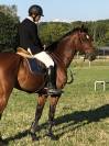 Hongre 13 ans CSO - A vendre