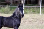 Magnifique poulain Frison pleins papiers par Herre 52