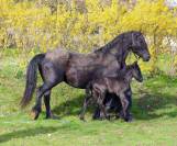 Magnifique poulain Frison pleins papiers par Herre 52