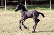 Magnifique poulain Frison pleins papiers par Herre 52