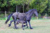 Magnifique poulain Frison pleins papiers par Herre 52