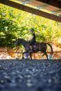 Poney welsh part bred 