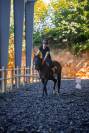 Poney welsh part bred 