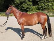 Joli hongre Paint Horse idéal rando