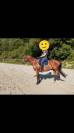 Joli hongre Paint Horse idéal rando
