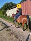 Joli hongre Paint Horse idéal rando