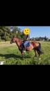 Joli hongre Paint Horse idéal rando