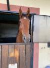 À vendre Hongre 9ans 1m84