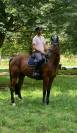 À vendre Hongre 9ans 1m84