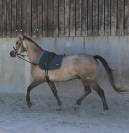 Cheval à vendre
