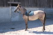 Cheval à vendre