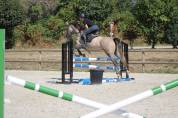 Cheval à vendre