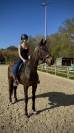 cheval à vendre 