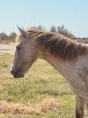 Cheval / Yearling 