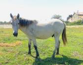 Cheval / Yearling 