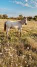 Cheval / Yearling 