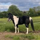 ETALON PAINT HORSE BLACK TOBIANO
