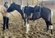 ETALON PAINT HORSE BLACK TOBIANO