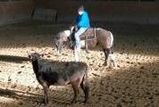 ETALON PAINT HORSE BLACK TOBIANO