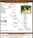 ETALON PAINT HORSE BLACK TOBIANO
