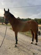 Cheval amateur à vendre 