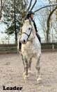 Percheron monté/attelé