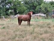 Poney Français de selle