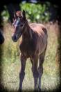 Foal poney