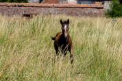 Foal poney