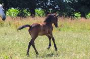 Foal poney