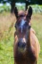 Foal poney