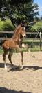 Poulain SF 