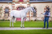 Poulain SF 