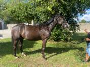 Hongre 4 ans. Petits fils de By Cera d'Ick