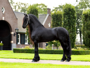 Poulain frison PP par Tiede 501 et mère Ster