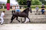 Poulain frison PP par Tiede 501 et mère Ster