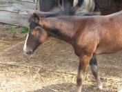 MG NIGHT LONE GUNS FRIENDLY FOAL 