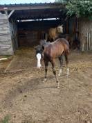 MG NIGHT LONE GUNS FRIENDLY FOAL 