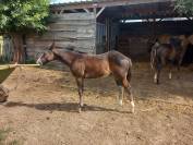 MG NIGHT LONE GUNS FRIENDLY FOAL 