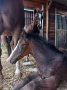MG NIGHT LONE GUNS FRIENDLY FOAL 