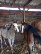 MG NIGHT LONE GUNS FRIENDLY FOAL 
