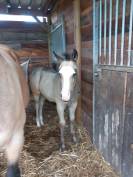 Incredible and beautiful Buckskin quarter horse foal