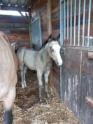 Incredible and beautiful Buckskin quarter horse foal