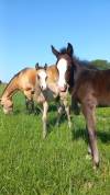 Incredible and beautiful Buckskin quarter horse foal