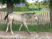 Incredible and beautiful Buckskin quarter horse foal