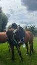 Vente d’un cheval, Appollo, dressé pour le manège.