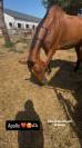 Vente d’un cheval, Appollo, dressé pour le manège.