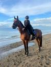 Vente d’un cheval, Appollo, dressé pour le manège.