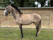 Jeune cheval lusitanien 