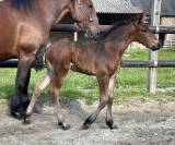 Pouliche Cob X Frison